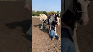 Training my horse #horse #horsevideo #horseriding #horses #shorts #short #pets #trending #viral