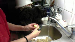 Majsan my cat is helping in the kitchen!