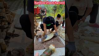 New techniques for harvesting crispy and delicious bamboo shoots! Fresh。香脆美味竹筍收成新技巧！鮮嫩好吃，一刀刀切斷，技巧大揭秘