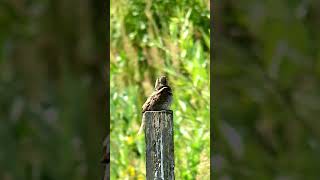 Вертишейка / Wryneck