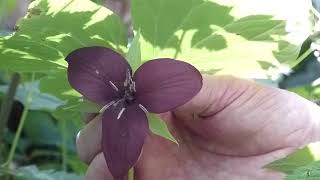 Rich Forests: Vasey's Trillium