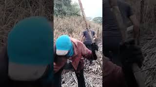 burnt cane harvest #cane  harvest