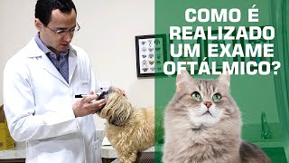 Saiba como é realizado um exame oftálmico no seu pet.