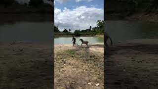 Man messed with a a donkey and get chased for it 🤩