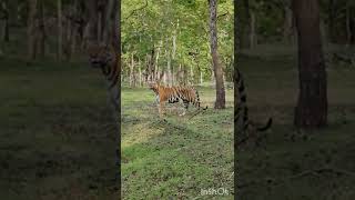 #tiger #naturalsound #shorts #shortsyoutube #kabiniforest #naturalvideo #tiger #travellersfootprint