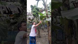 How to harvesting are banana #ep -283 #Short #trending #vairal #banana #food #agro 🍌🍌