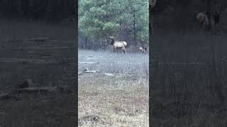 She is definitely the lead cow and is strutting her stuff! #shorts #youtubeshort #nature #short