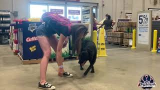 Koda | German Shepard | Off Leash K-9 Training