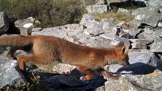 Fox Cubs 5- Boulder litter