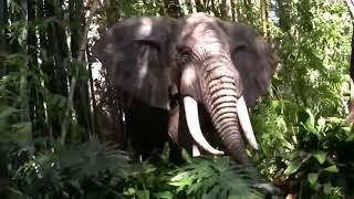 Disney ride in California Disneyland Park: Jungle Cruise (8 Years Back)