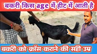 Deshi Bakri Kab Garmi Me Ati Hai|Gabhin Karane Ki Sahi Umra |Vimalumrao