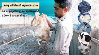 ആരുടേയും മനം മയക്കുന്ന മുയൽ കുട്ടമ്മർ |rabbit farming in kerala