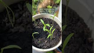 Growing cilantro from seed 15 day update