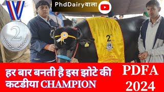 🥈 🥈 2 दांत कैटेगरी में दूसरे नंबर की चैंपियन झोटी II बजरंगी लिजवाना की बेटी II