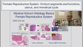 Female Reproductive System- Oviduct segments and functions, uterus, and menstrual cycle