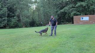 Working Out with Piper the Protection Dog