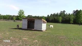 Mobile Goat Shelter Goes Mobile!