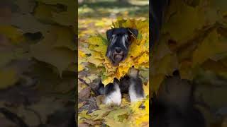 Miniature Schnauzer in bright autumn colors !