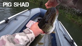 Pig Shad Tournament! Косит щуку!