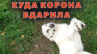 Последствия коронавируса