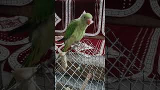 Perrot