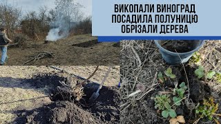 #21 Накопали часник і гарно посадили/Обрізаємо дерева і кущі/Викопали виноград/Полуницю накопали