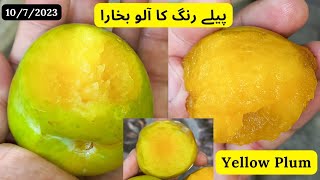 Yellow Plum Fruit | Yellow Plum In Pakistan | Rare Garden