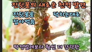 진딧물의 새로운 천적(집게벌레) 발견. 진딧물 퇴치. 진딧물을 닥치는대로 잡아먹음. 진딧물 박멸? 딱정벌레보다 훨씬 더 강력한...