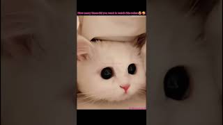 cute cats||cat series part 1🤩😻 funny aesthetic videos #whatsappstatus #sharewithfriends #ytshort