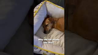 Cute dog sleeping #dog #shortsvideo