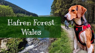 Forest Walk & Wild Swimming: Hafren Forest Wales