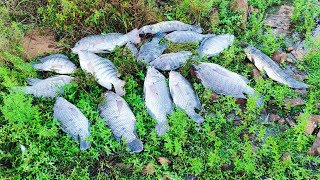 me surpreendi com a contia de peixe q tinha nesse lago abandonado