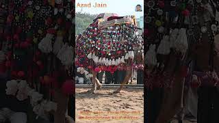 decorated camel walking #camel #camelvideo #unt