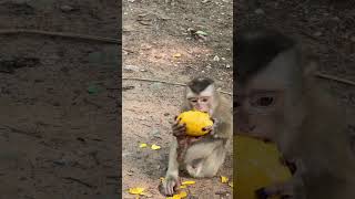 Funny monkey on clip each , Enjoy  5