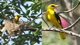 Golden Oriole  feeding young chicks & other behaviors of colorful birds with relaxing music