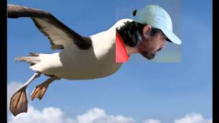 i am an albatros