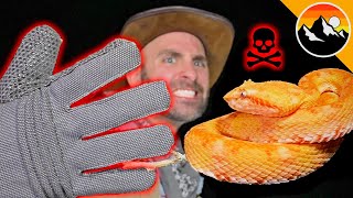 BITE PROOF? Venomous Snake vs. Gloves!