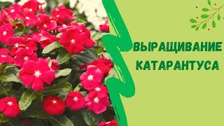 🌺Очаровательный катарантус, выращиваем из семян