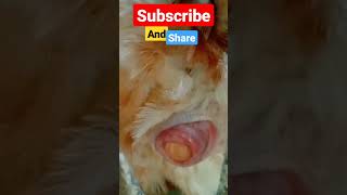 jumbo again chicken eggs #shorts #viral