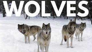 Wolf Wonderland | Captivating Lives of the Wild Pack