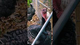 His name Thanksgiving🦃 #animalshorts #thanksgiving #farmanimals #animals #backyardfarming