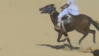 ماشاءالله ع المهره الصاعده #مرتاحه بقيادة الفارس محمد العريان❤️🐎