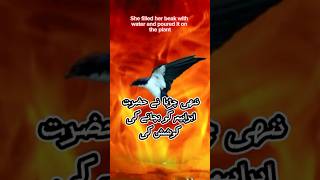 Place Nimrod threw prophet Ibrahim AS into fire|  | bird حضرت ابراہیم اور ننھی چڑیا #viral #trending