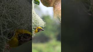 Baya weaver સુગરી #wildlife #shorts sho