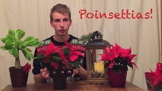 Poinsettia Care | Jack Shilley