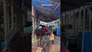 চরম যত্নে বেপারী গরু কে গোসল করাচ্ছে । #cow #animals #bull #pets #shorts #trending #youtubeshorts