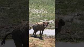 Spotted Hyena #shorts