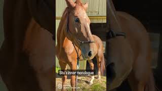 Learning my horse's true thoughts #horselife #equestrian #equestrianvlog #horseblogger #horses