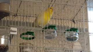 Female canary singing