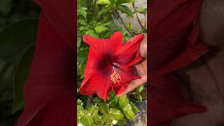 আমদের ছাঁদ বাগানের জবাফুল । Hibiscus Flowers 🌺 #shorts #hibiscus #rooftopgarden #trending #viral